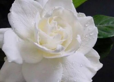 牡丹花象征意義 牡丹花代表什么象征意義